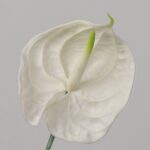 Close view of white faux anthurium bloom showing glossy texture and detailed spadix for wedding decor and event floral design