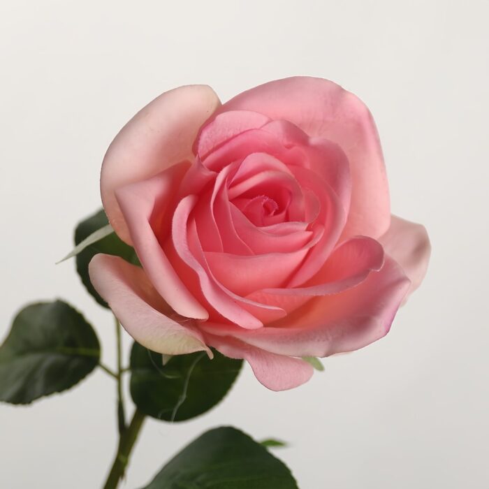 Real Touch Rose Stem GZYX6007 artificial flower - view 8