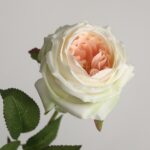 Champagne cream faux garden rose stem with soft layered petals for wedding decor and event floral arrangement