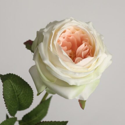 Champagne cream faux garden rose stem with soft layered petals for wedding decor and event floral arrangement