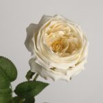 Cream yellow faux garden rose stem with full layered bloom for wedding decor and event floral arrangement