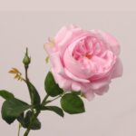 Light pink faux garden rose with full layered petals and vivid green leaves suitable for wedding decor and event arrangements