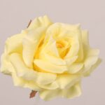Yellow faux rose flower head with full layered petals and smooth texture, suitable for wedding decor, event floral arrangement, and faux flowers use