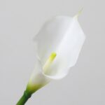 Close-up of white faux calla lily bloom with smooth petals and soft yellow spadix for wedding decor and event floral use