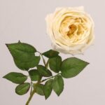 Cream yellow faux garden rose stem with full layered bloom for wedding decor and event floral arrangement