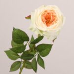 Champagne cream faux garden rose stem with soft layered petals for wedding decor and event floral arrangement