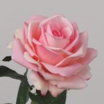 Blush pink faux rose stem with soft gradient petals for wedding decor and refined event floral arrangement design