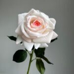 Real Touch Garden Rose - HZ6005 artificial flower - view 6