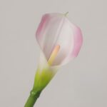 Close-up of an elegant pink and white gradient calla lily with a yellow spadix and green stem, perfect for home decor and weddings - NB8 Flower Shop