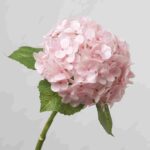 Light Pink Real Touch Artificial Hydrangea Bulk