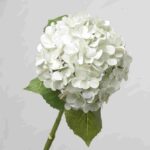 Real Touch Pale Green and White Artificial Hydrangea with Natural Green Veins