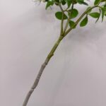 Silk Blossom - RY6002 artificial flower - view 3