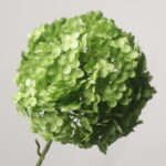 Close-up of NB8 premium light green artificial hydrangea showing dense, realistic petal layers and vibrant spring color.