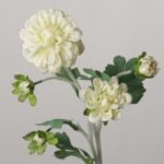 NB8Floral elegant cream white artificial Dahlia stem with multi-head blooms and delicate pink-edged petals.