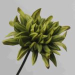 Close-up of a realistic olive green artificial dahlia flower head with layered petals.
