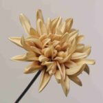 Realistic champagne beige artificial dahlia flower bloom on a slender stem.