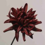 Deep maroon or burgundy fake dahlia flower head with realistic layered petals.
