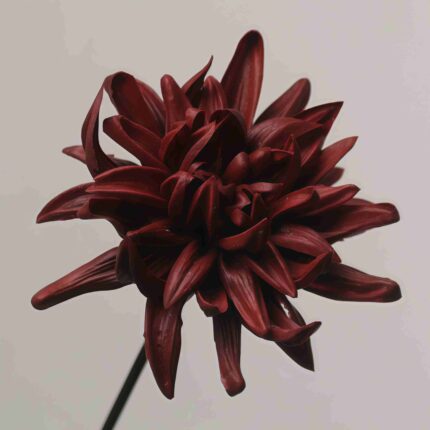 Deep maroon or burgundy fake dahlia flower head with realistic layered petals.