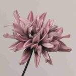 Vintage dusty pink artificial dahlia flower bloom close-up view.