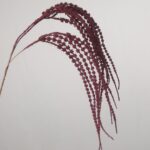 A detailed close-up shot of a deep burgundy artificial hanging amaranthus plant stem with elegant, textured cascading fronds gracefully arching against a plain background.
