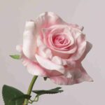 Close-up of a realistic soft pink artificial rose bloom with intricate, real-touch petals and a hint of green leaves.