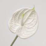 Close-up of a single artificial white anthurium flower with a realistic waxy texture and a yellow-green spadix, on a green stem against a light gray background.