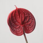 A vibrant, single artificial true red anthurium flower stem, showcasing its iconic waxy heart shape and red spadix.