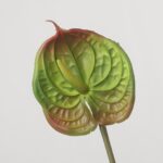 An artificial single anthurium flower stem with a green spathe featuring distinct reddish-brown tips and edges, and a green spadix.