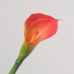 A detailed close-up view of a vibrant artificial orange-red calla lily flower stem with a warm yellow throat and a textured orange central spadix.