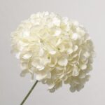 NB8Floral brand cream white artificial hydrangea stem featuring a full, fluffy head of high-quality faux silk petals.