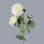 NB8Floral elegant cream white artificial Dahlia stem with multi-head blooms and delicate pink-edged petals.