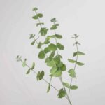 A single spray of faux silver dollar eucalyptus leaves with dusty green realistic foliage