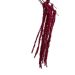 Burgundy silk-hanging millet (YY2005) cascading from a stem