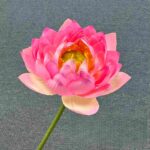 Deep pink Silk Lotus HH6008 artificial flower.