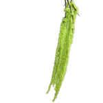 Green hanging amaranth flowers, silk-hanging millet YY2005