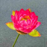 Deep pink silk-lotus HH6008 with green leaves on a gray background