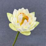 Close-up of a pale yellow silk lotus flower with green stem