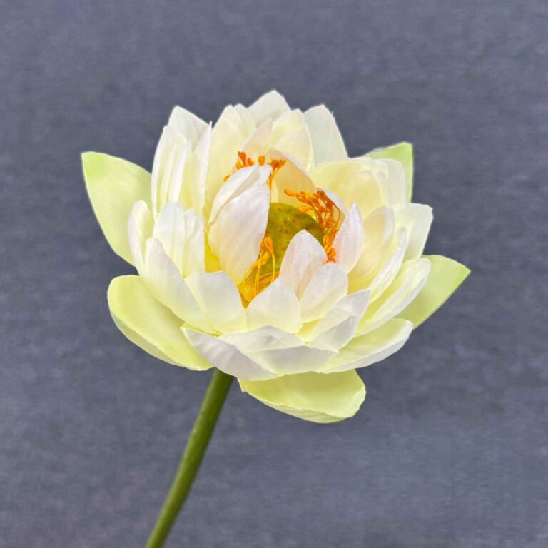 Close-up of a pale yellow silk lotus flower with green stem