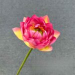 Deep pink Silk Lotus HH6008 flower with yellow-tinged petals