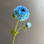 Silk ranunculus (2 heads) AHHY5004 in blue