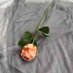 Peach silk rose on draped gray chiffon background perfect for wedding decor.
