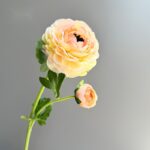 Silk ranunculus (2 heads) AHHY5004 in champagne