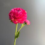 Silk ranunculus (2 heads) AHHY5004 in deep pink