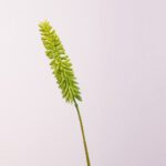Fresh Aloe vera shoot spike on a stalk, perfect natural ingredient for medicinal and culinary use.