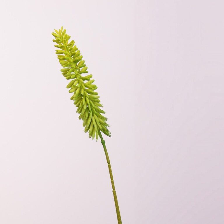 Fresh Aloe vera shoot spike on a stalk, perfect natural ingredient for medicinal and culinary use.