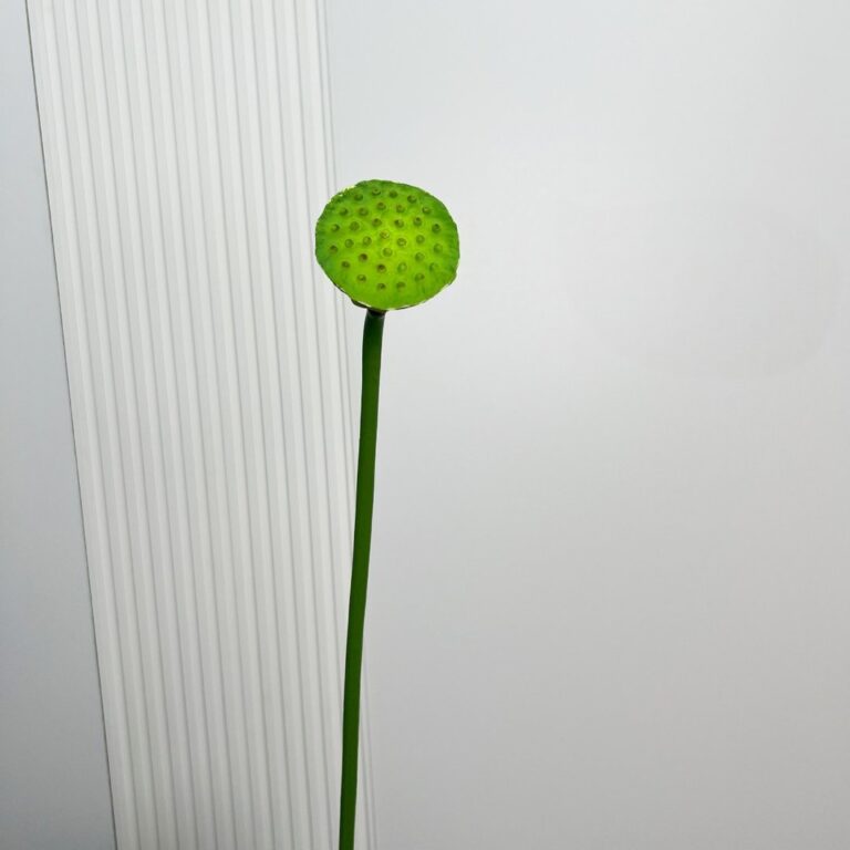 Single bright green lotus seedpod on a stem, showcasing natural botanical beauty and texture.