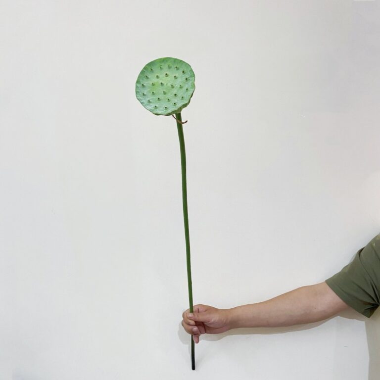 Hand holding fresh green lotus leaf on a stem for natural floral arrangements