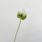 Realistic Pu Anthurium faux flower stem perfect for artificial wedding flowers or home decor.