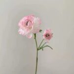 Silk ranunculus (2 heads) ZZHY6005 in low pink
