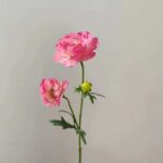 Silk ranunculus (2 heads) ZZHY6005 in pink